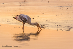 Mycteria leucocephala