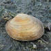 California Butterclam - Photo (c) R.J. Adams, some rights reserved (CC BY-NC), uploaded by R.J. Adams