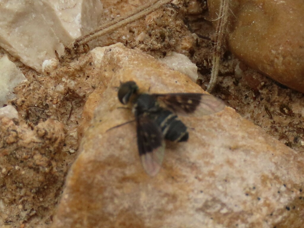 Thyridanthrax hispanus