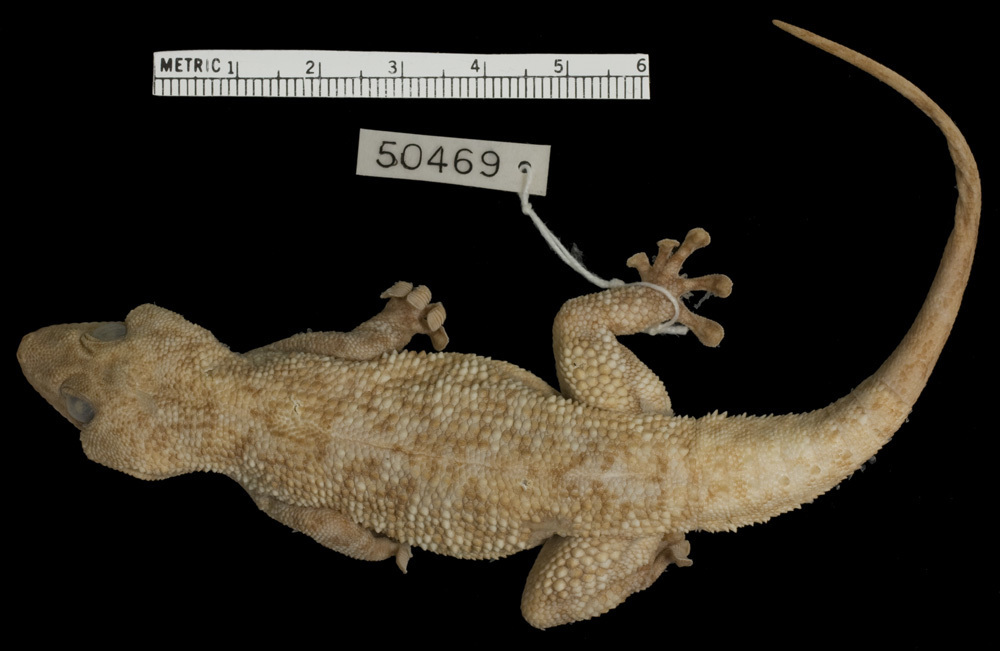 Tropical Thick-toed Geckos