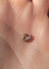 Daedalochila mooreana