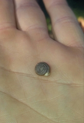 Daedalochila mooreana