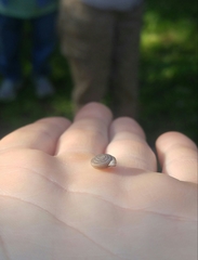 Daedalochila mooreana