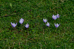 Crocus pulchellus
