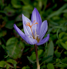 Crocus pulchellus