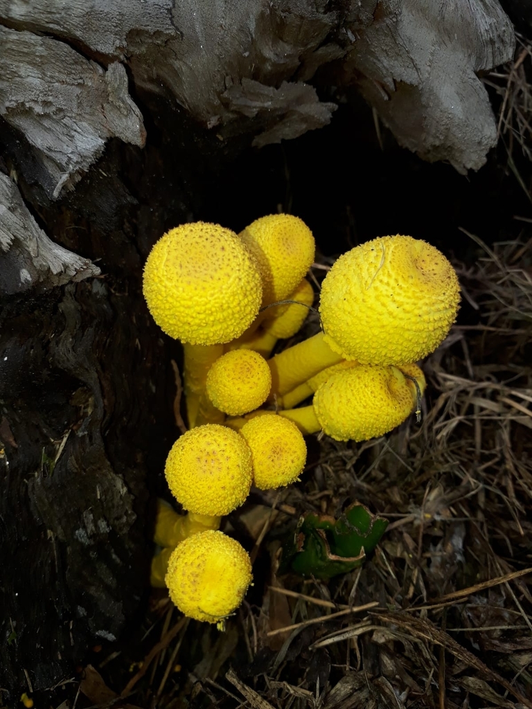 Leucocoprinus birnbaumii · March 2023 · photo: © ttamagno (iNaturalist, cc-by)