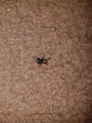 Castianeira descripta