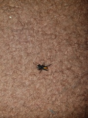 Castianeira descripta