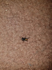 Castianeira descripta