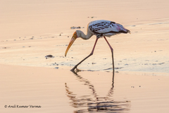 Mycteria leucocephala