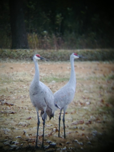 Sandhill Crane photographed in Illinois