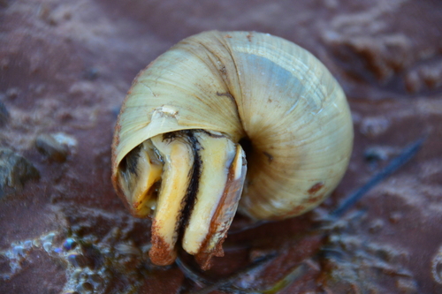 Northern Moonsnail