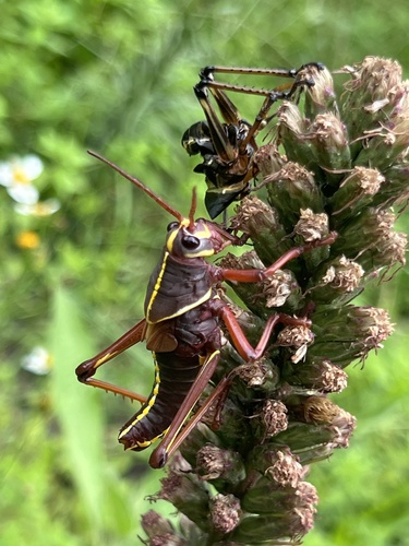 Eastern Lubber Grasshopper, NE 86th St, El Portal, FL, US, photo 10 of 10