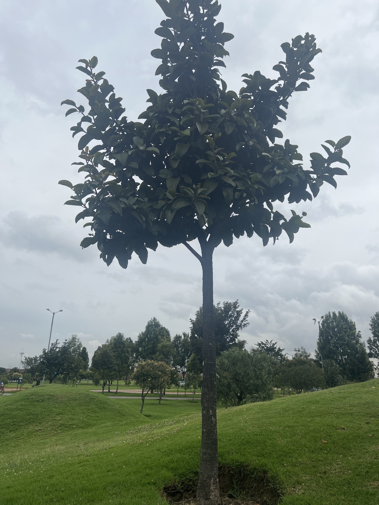 Imagem de figueira