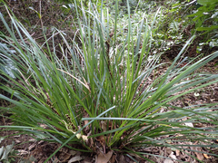 Helmholtzia glaberrima