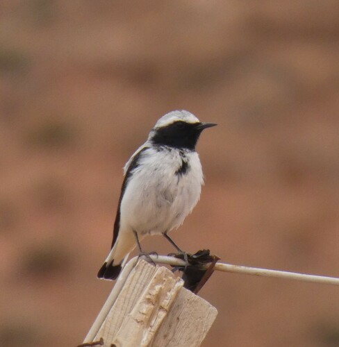 Collalba del Atlas (Oenanthe seebohmi)