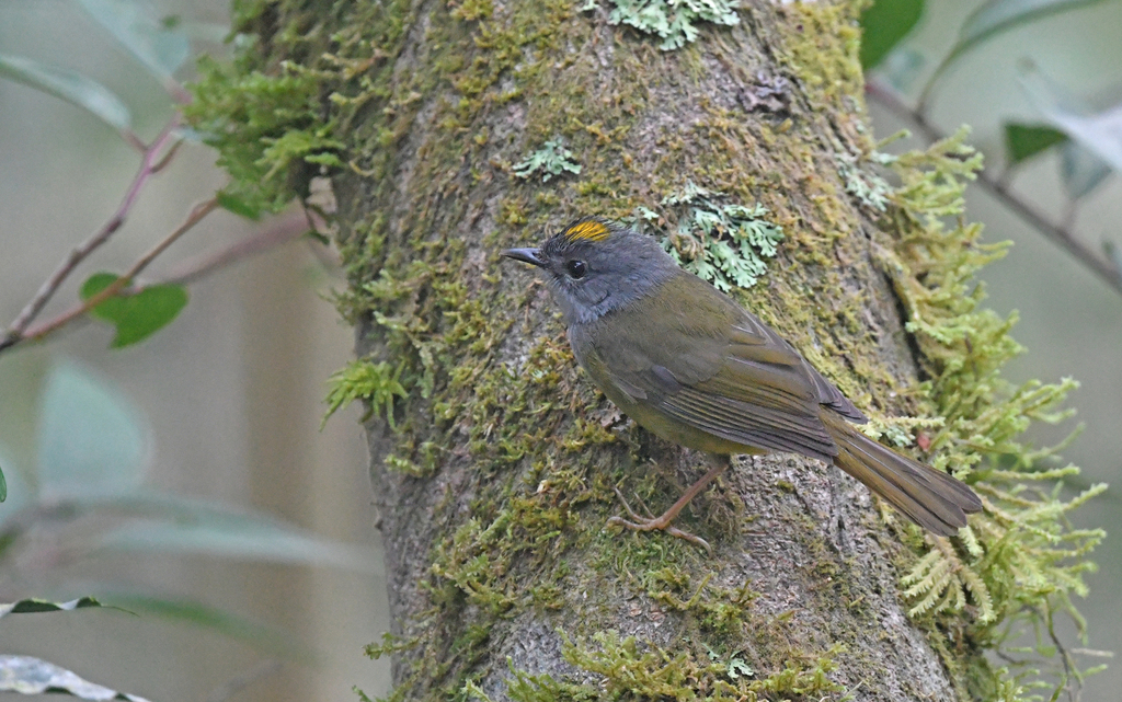 Gray-Throated Warbler