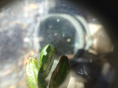Liriomyza clianthi