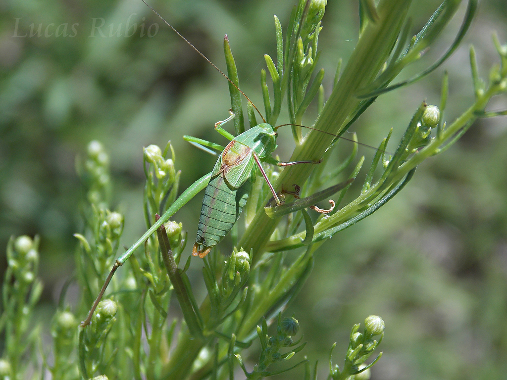 Anisophya brasiliensis