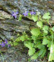 Campanula elatines