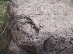 Sceloporus virgatus