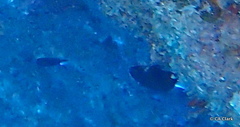 Pycnochromis hanui