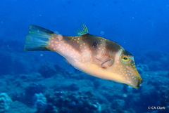 Canthigaster coronata