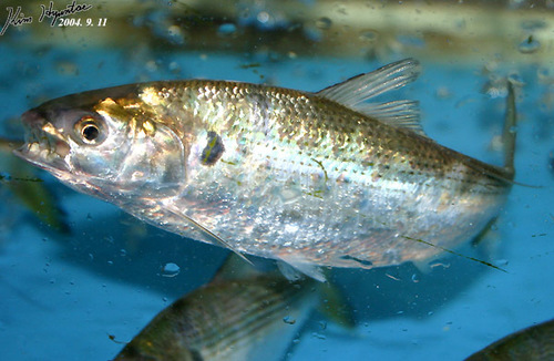 Konosirus punctatus
