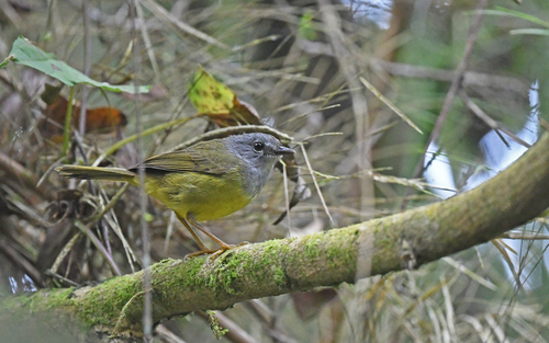 Grey-throated Warbler (Myiothlypis cinereicollis), photo 8