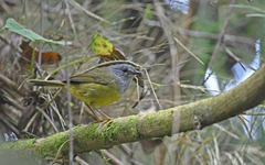 Gray-Throated Warbler photo 2