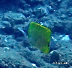 Forcipiger