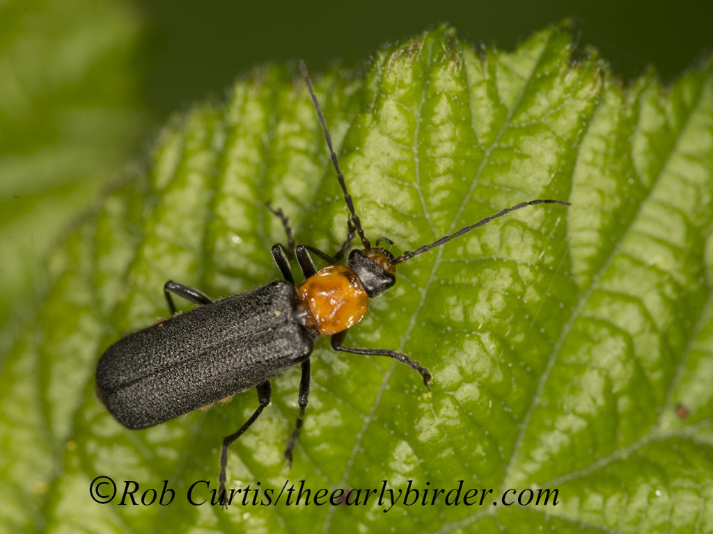 Cyrtomoptera dentata