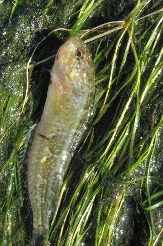 Spatula klipfish (Clinus spatulatus) — Clinidae