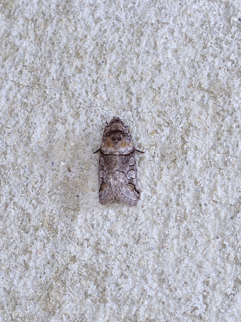 Anycteola fotelloides
