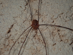 Dasylobus argentatus