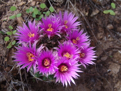 Mammillaria wrightii