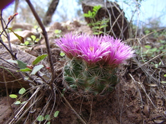 Mammillaria wrightii