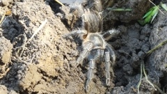 Aphonopelma seemanni