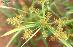Cyperus microiria