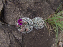 Mammillaria wrightii