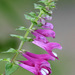 Melampyrum roseum - Photo (c) Kim, Hyun-tae, some rights reserved (CC BY), uploaded by Kim, Hyun-tae