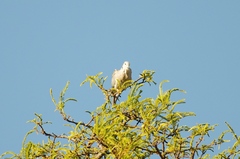 Streptopelia capicola