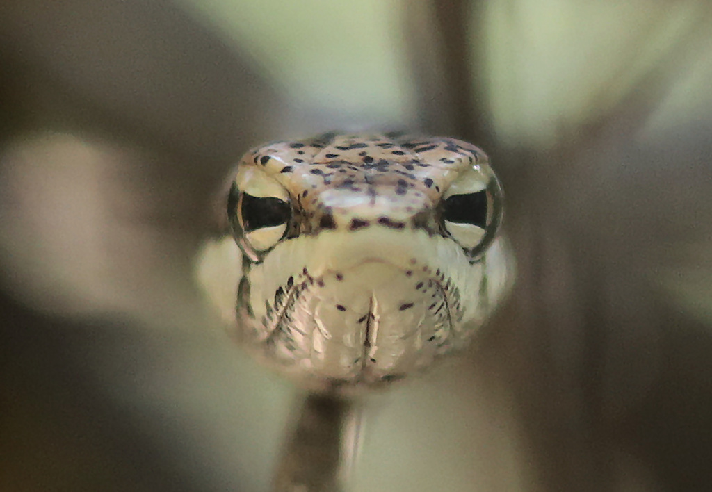 Southern Twig Snake