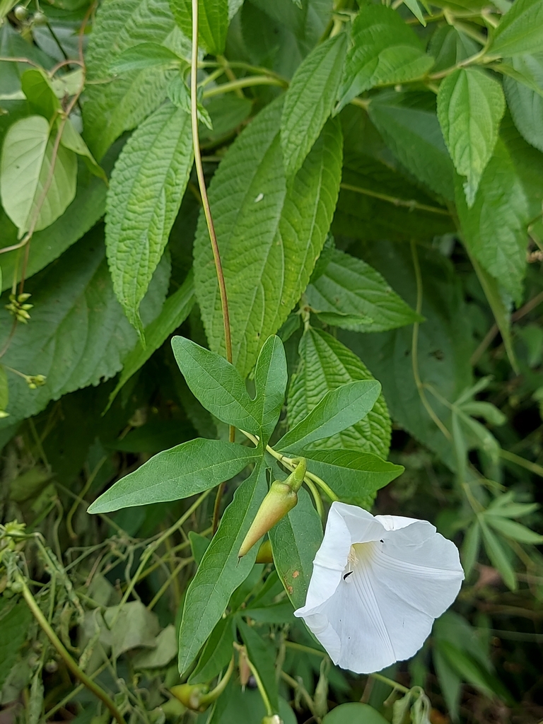 Alamo vine from Boa Vista, Blumenau - SC, Brasil on April 29, 2023 at ...