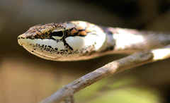Thelotornis capensis capensis