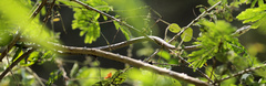 Thelotornis capensis capensis