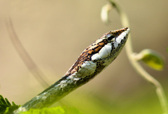 Thelotornis capensis capensis