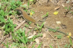 Ameiva atrigularis