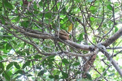 Cyclopes didactylus