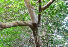 Corallus ruschenbergerii